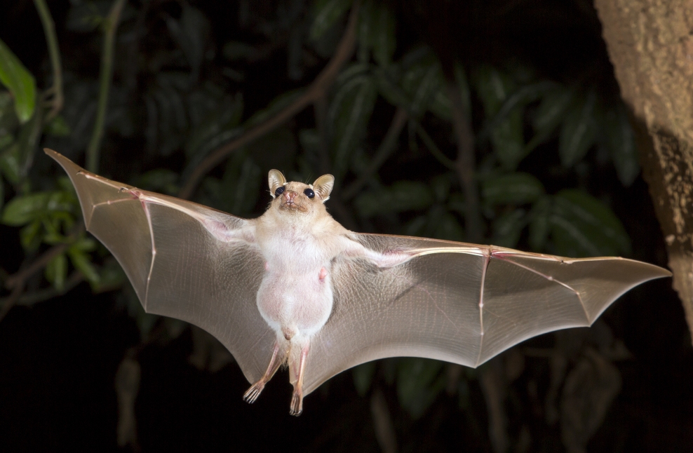 bat flying at night 2.jpg